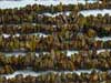 Marium chips Uncut Chips First Quality