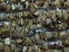Jasper Picture Uncut Chips First Quality